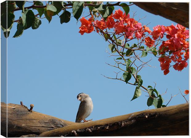 Bougainvillea Birdy Canvas Print by Doreen Phillips