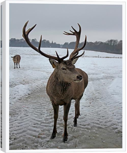 Scottish Stag Canvas Print by Karen Steel