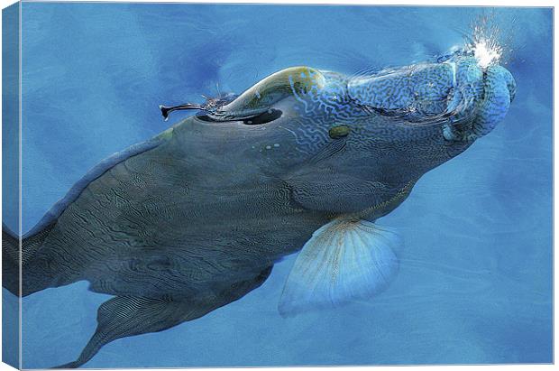 Mouri Wrasse Canvas Print by David McLean