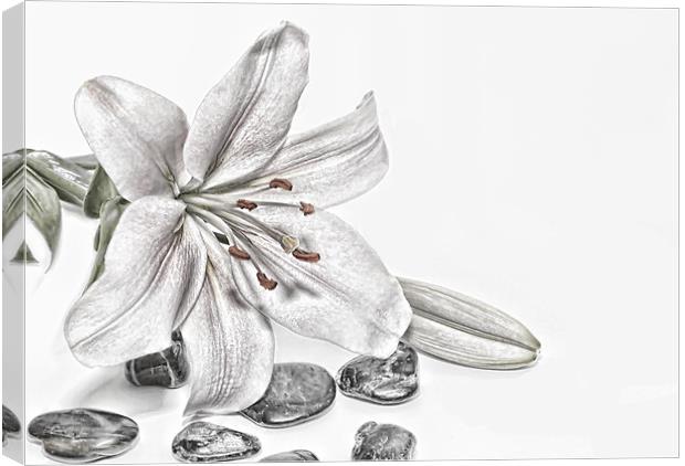 Lily Canvas Print by Kevin Tate
