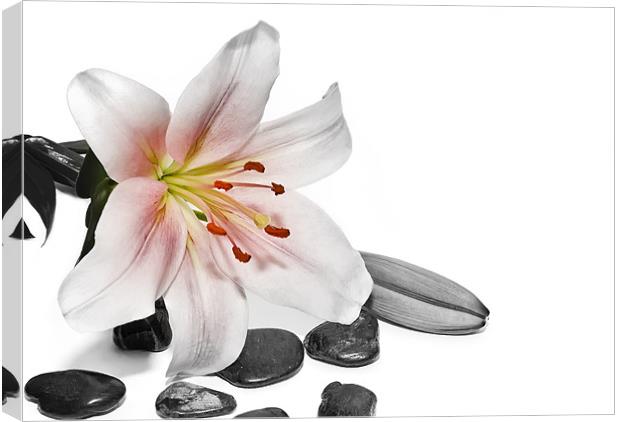 Lily Canvas Print by Kevin Tate