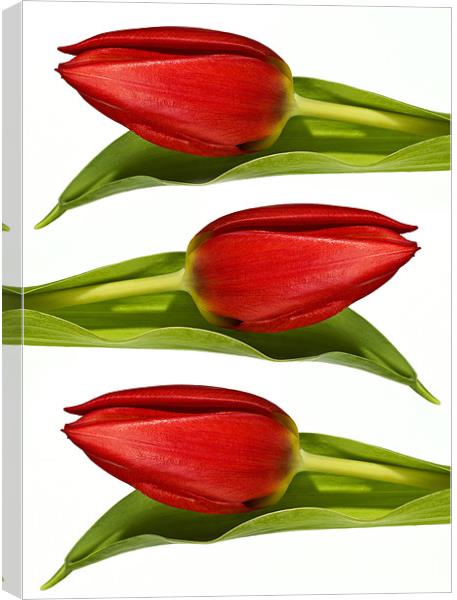 Trio of Tulips Canvas Print by Kevin Tate