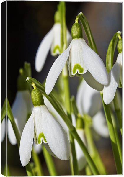 Snowdrops Canvas Print by Kevin Tate