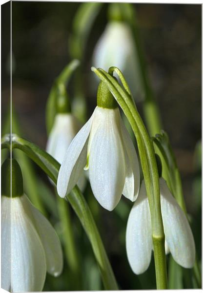Snowdrops Canvas Print by Kevin Tate