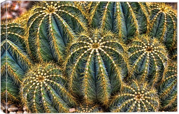 Cactus Canvas Print by Kevin Tate