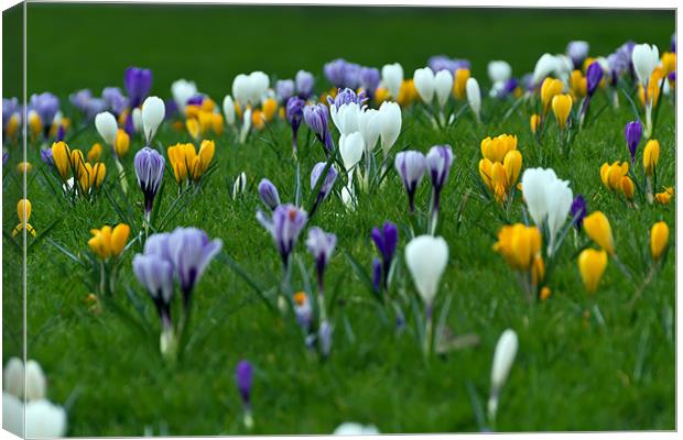 Crocus Canvas Print by Kevin Tate