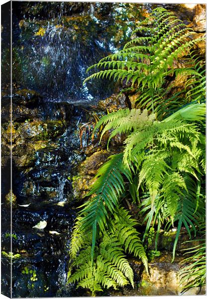 Green fern waterfall. Canvas Print by Kevin Tate