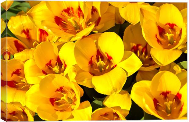 Easter Tulips Canvas Print by Kevin Tate