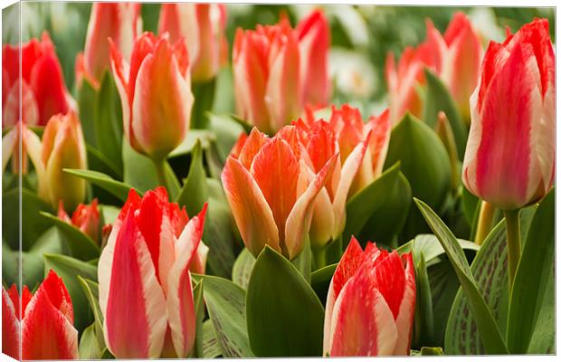 Tulips blooms Canvas Print by Kevin Tate