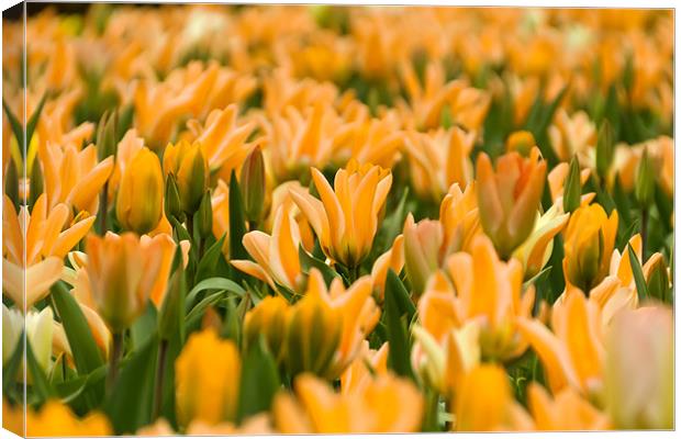 Yellow Tulips Canvas Print by Kevin Tate