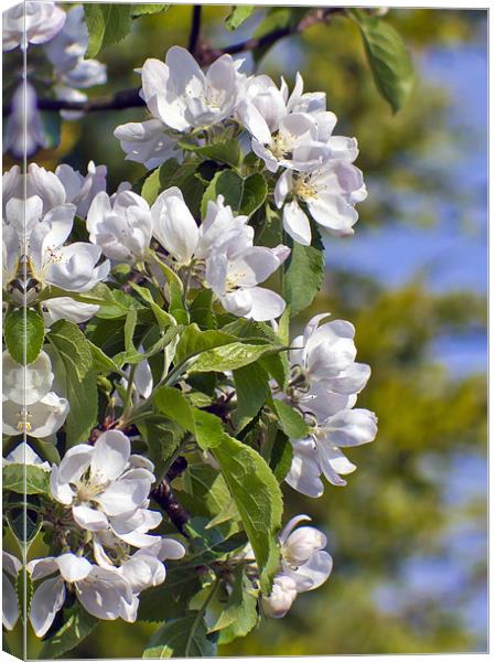 Apple Blossom Canvas Print by Kevin Tate