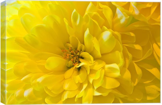 Yellow Dahlia Bloom Canvas Print by Kevin Tate