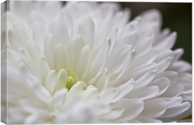 White Dahlia Flower Canvas Print by Kevin Tate
