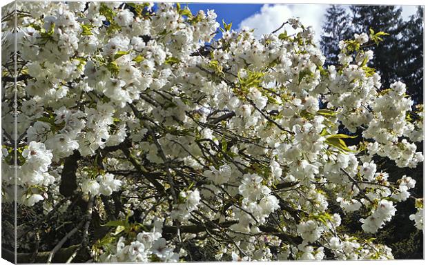 White Cherry Blossom Canvas Print by Kevin Tate