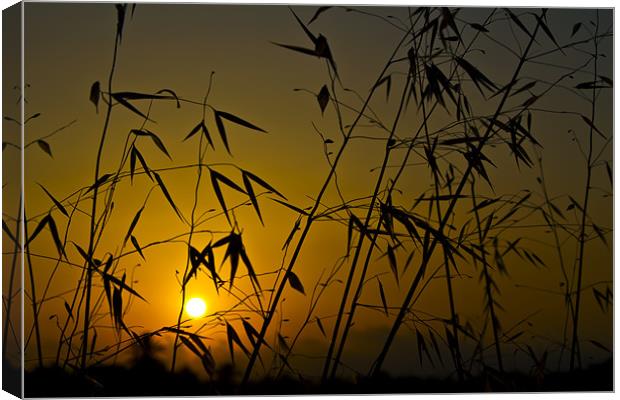 Yellow sunrise silhouette Canvas Print by Kevin Tate