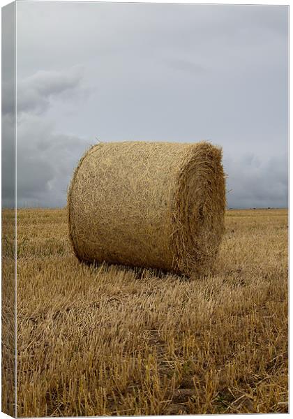 fields of gold. Canvas Print by Northeast Images