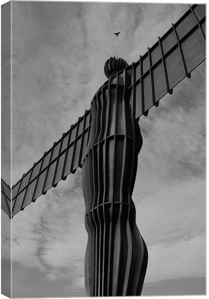 feathered angel of the north Canvas Print by Northeast Images