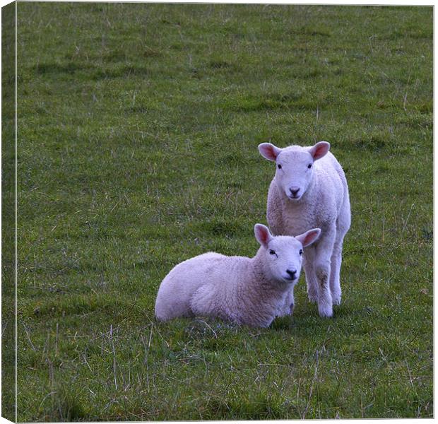 lambs Canvas Print by Northeast Images