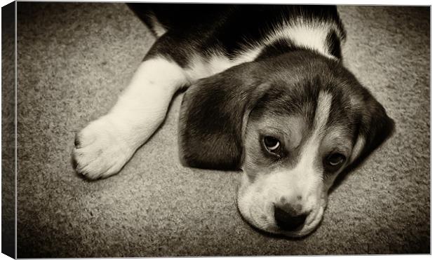 beagle puppy Canvas Print by Northeast Images