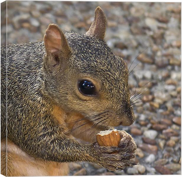 Squirrel Canvas Print by Northeast Images