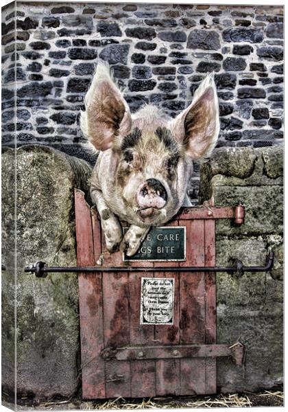 Piggin` Poser Canvas Print by Northeast Images