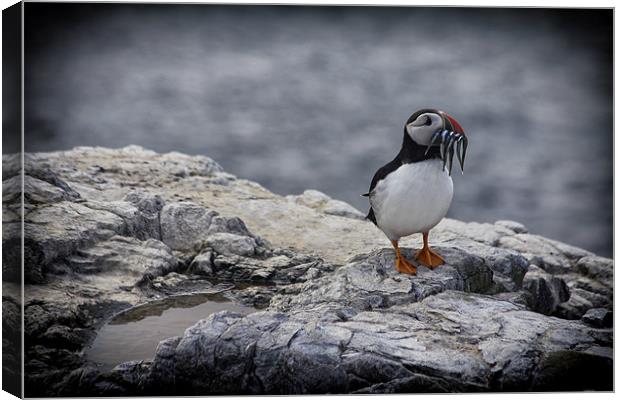 puffin Canvas Print by Northeast Images