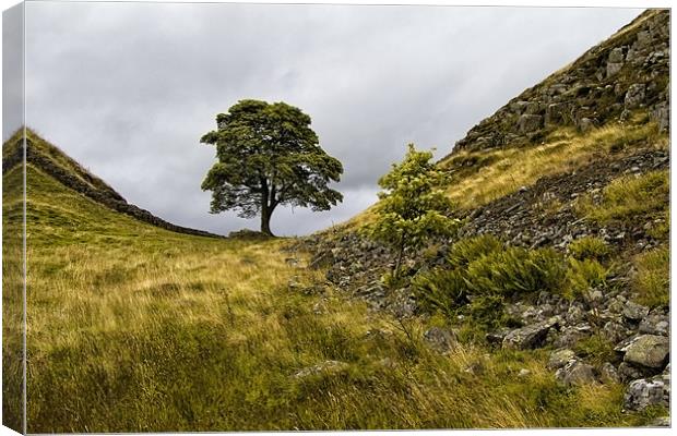 Sycamore Gap Canvas Print by Northeast Images