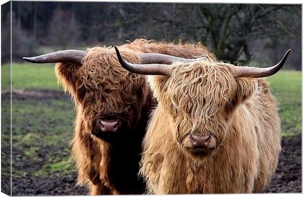 Highland Cows Canvas Print by Northeast Images