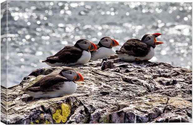 puffins Canvas Print by Northeast Images