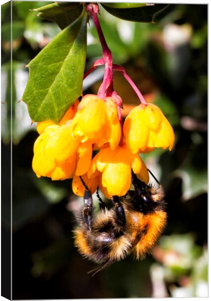 flower and bee Canvas Print by Northeast Images