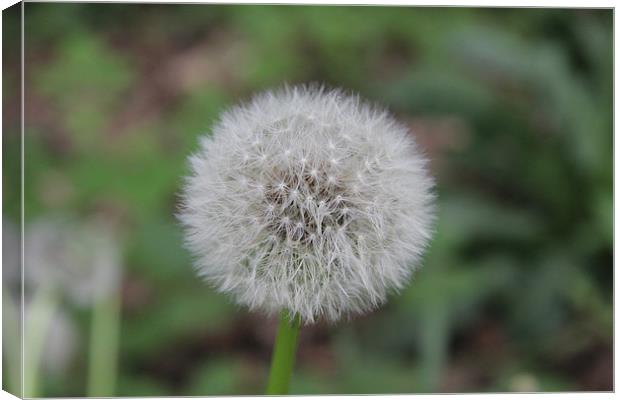 perfect dandelion Canvas Print by Northeast Images