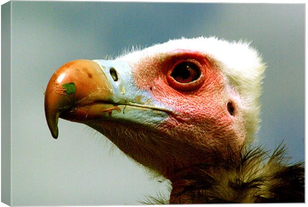 Ethel the Vulture Canvas Print by Trevor Kersley RIP