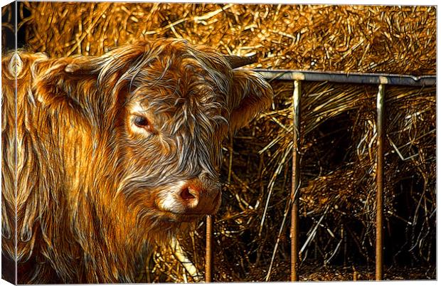 Highland Cow Canvas Print by Trevor Kersley RIP