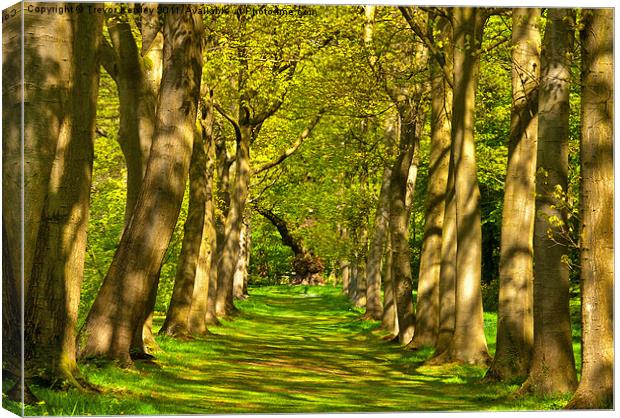 Avenue of Trees Canvas Print by Trevor Kersley RIP