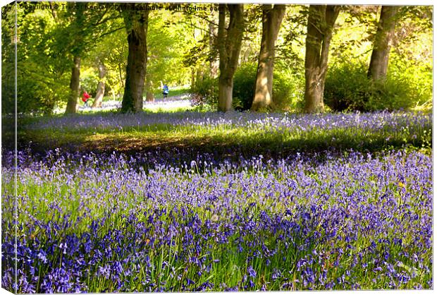 Bluebell Wood Canvas Print by Trevor Kersley RIP
