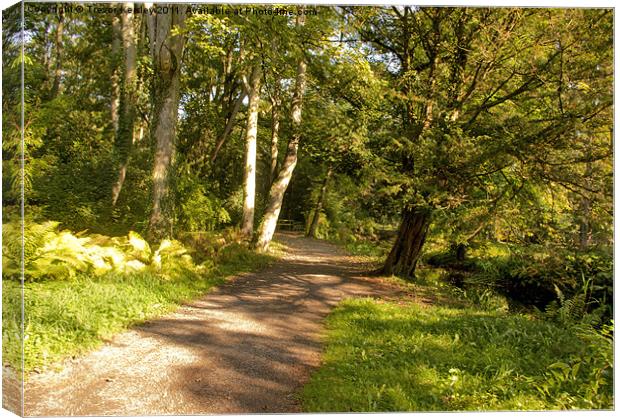 Woodland Pathway Canvas Print by Trevor Kersley RIP