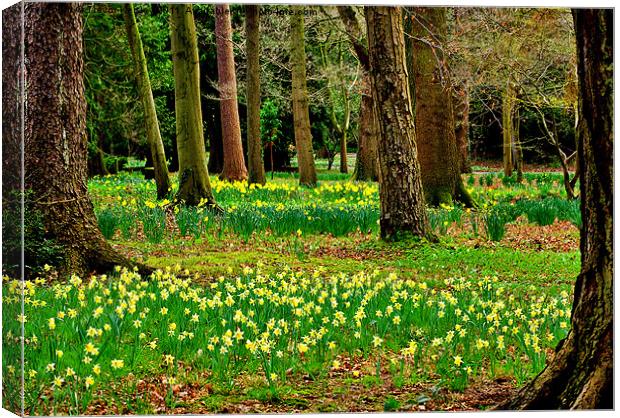 Daffodill Wood Canvas Print by Trevor Kersley RIP