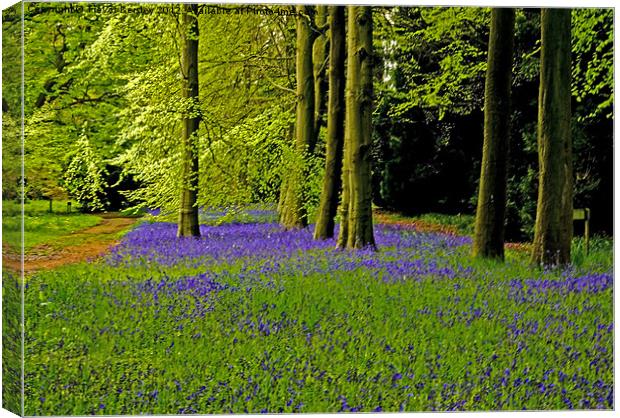 A walk in Bluebell Wood Canvas Print by Trevor Kersley RIP