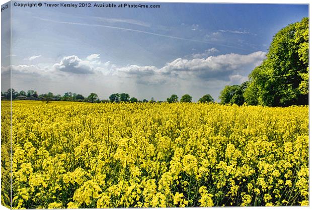 Field of Gold Canvas Print by Trevor Kersley RIP
