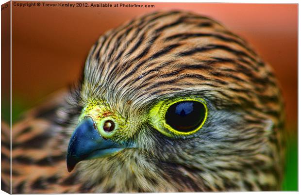 Kestral Canvas Print by Trevor Kersley RIP