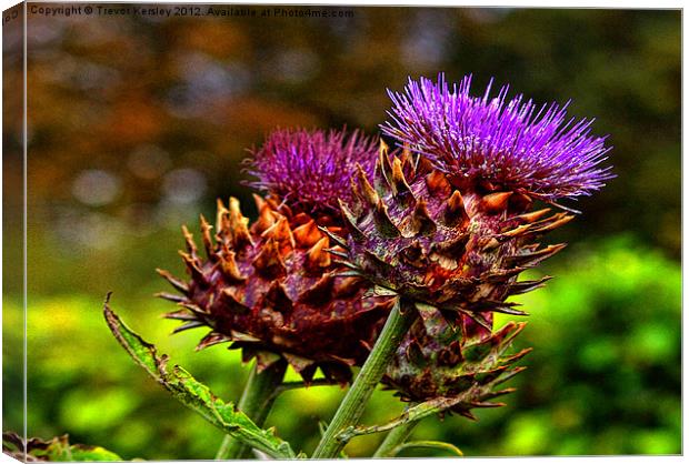 The Colour Purple Canvas Print by Trevor Kersley RIP