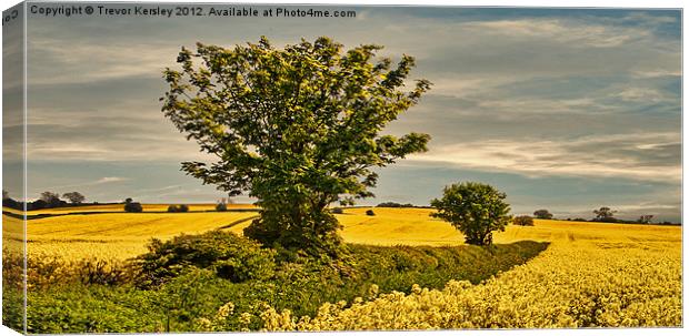 Fields of Gold Canvas Print by Trevor Kersley RIP