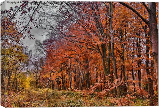 The Colours of Autumn Canvas Print by Trevor Kersley RIP