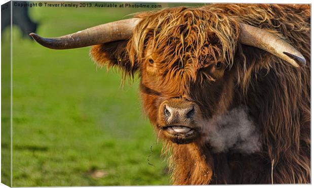 Highland Coo Canvas Print by Trevor Kersley RIP