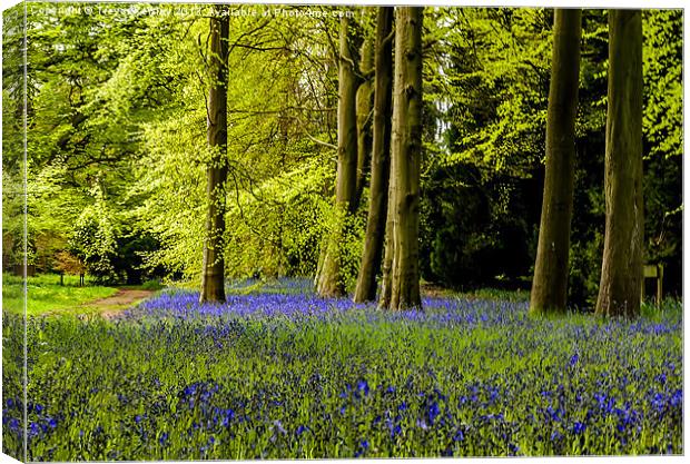 Bluebell Wood Canvas Print by Trevor Kersley RIP