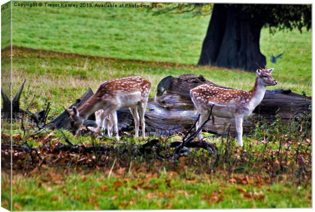 Fallow Deer Canvas Print by Trevor Kersley RIP