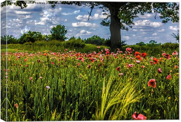 Poppies Canvas Print by Trevor Kersley RIP