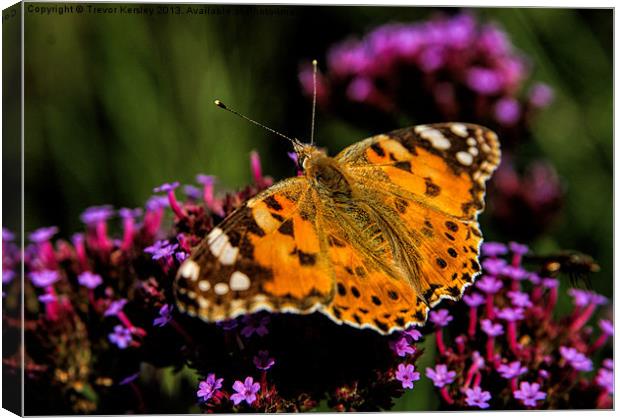 Painted Lady Butterfly Canvas Print by Trevor Kersley RIP