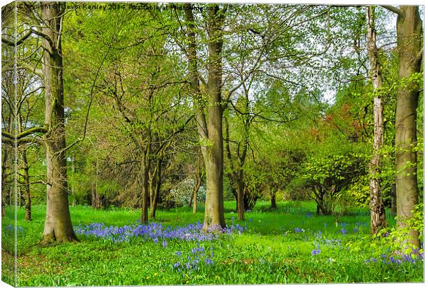 Bluebell Spring Canvas Print by Trevor Kersley RIP