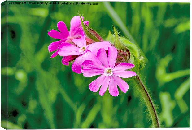 Red Campion Canvas Print by Trevor Kersley RIP